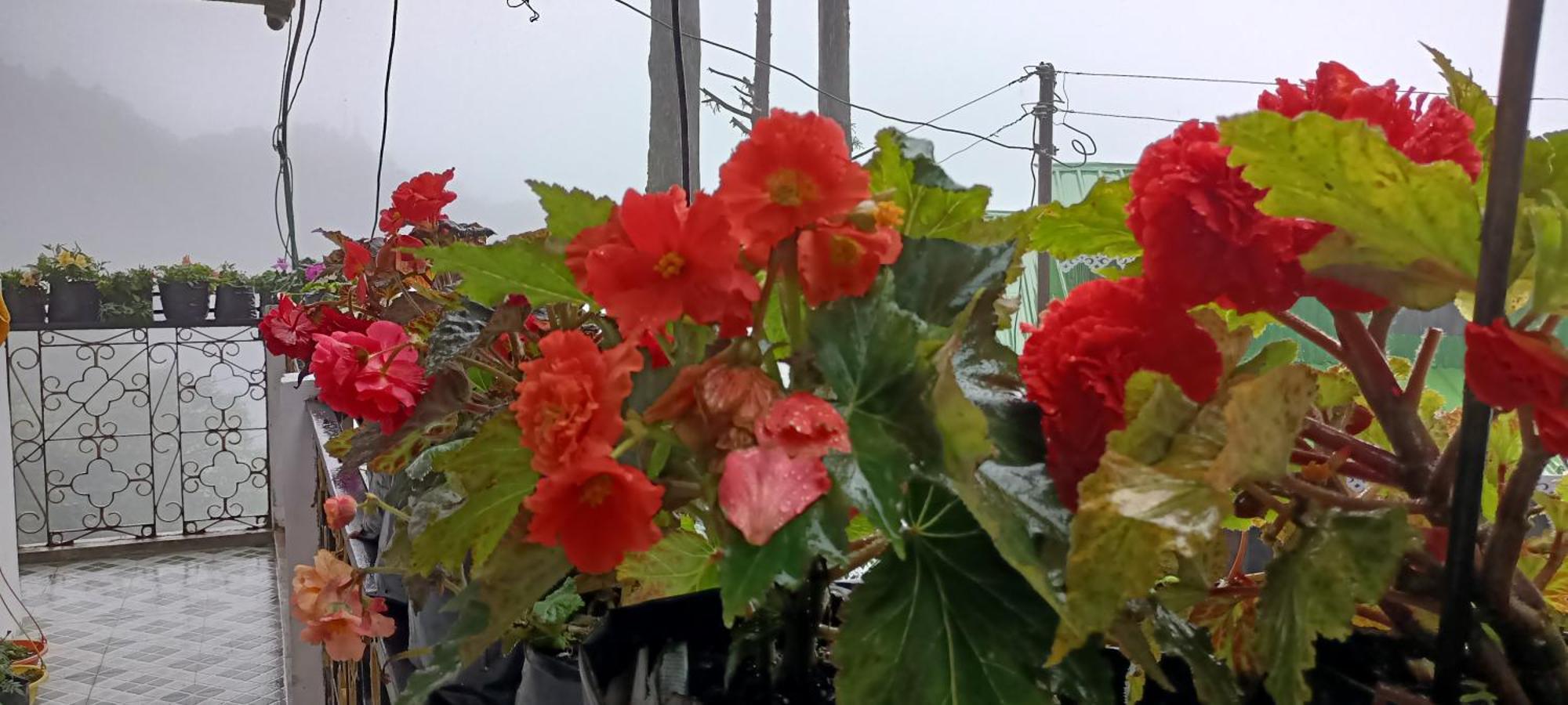 Tharbaling Homestay Darjeeling  Esterno foto